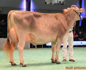 Swiss Expo Brown Swiss-194